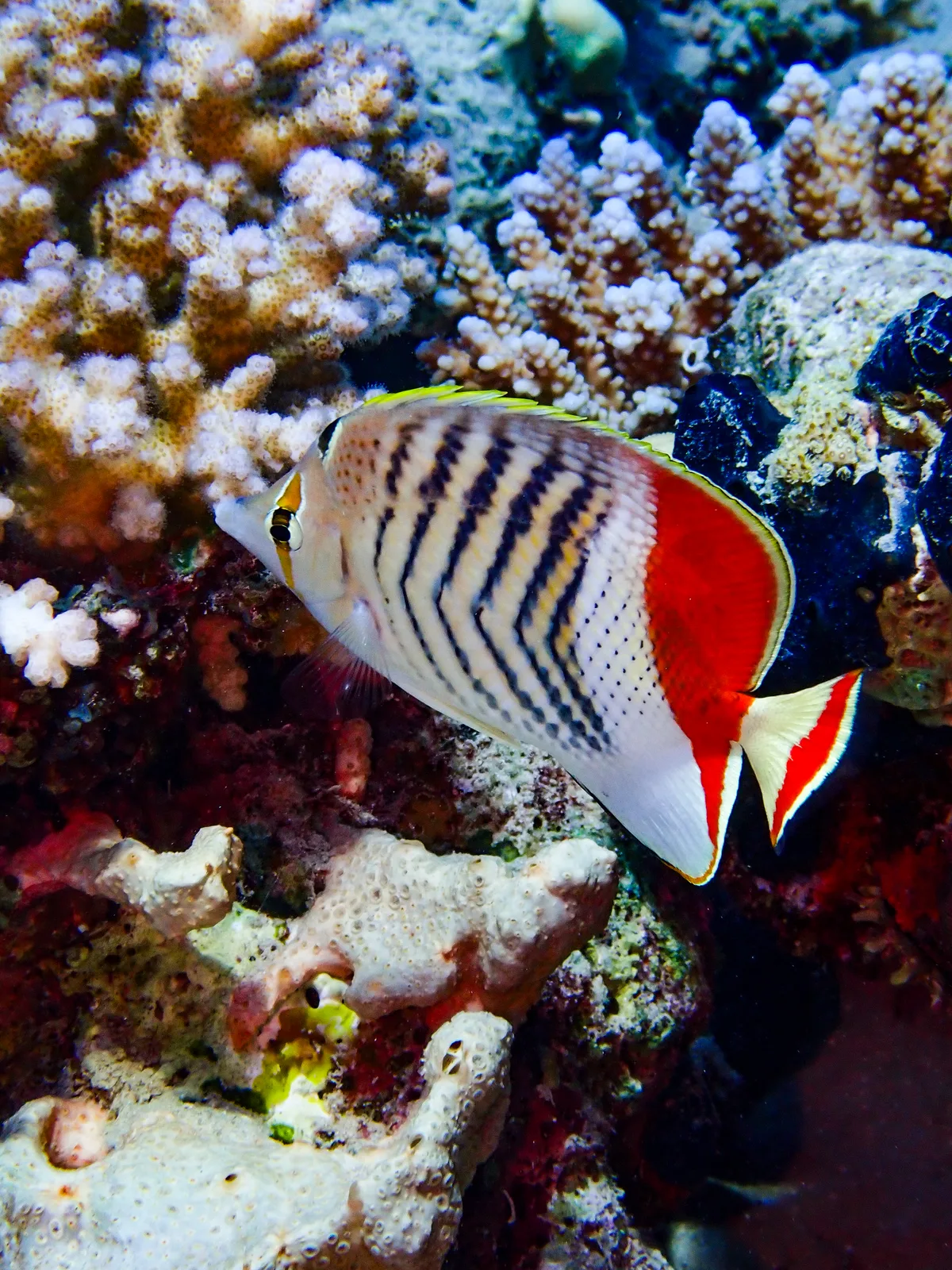 Crown Butterflyfish