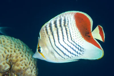 Eritrean Butterflyfish - Chaetodon paucifasciatus