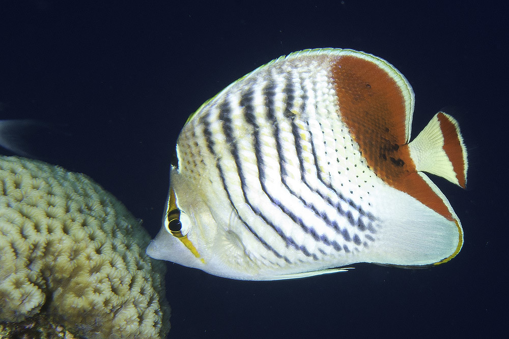 Eritrean Butterflyfish - Chaetodon paucifasciatus