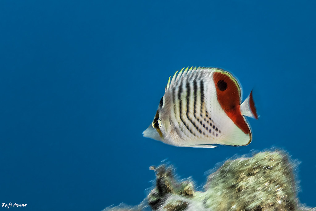 Eritrean butterflyfish - Chaetodon paucifasciatus