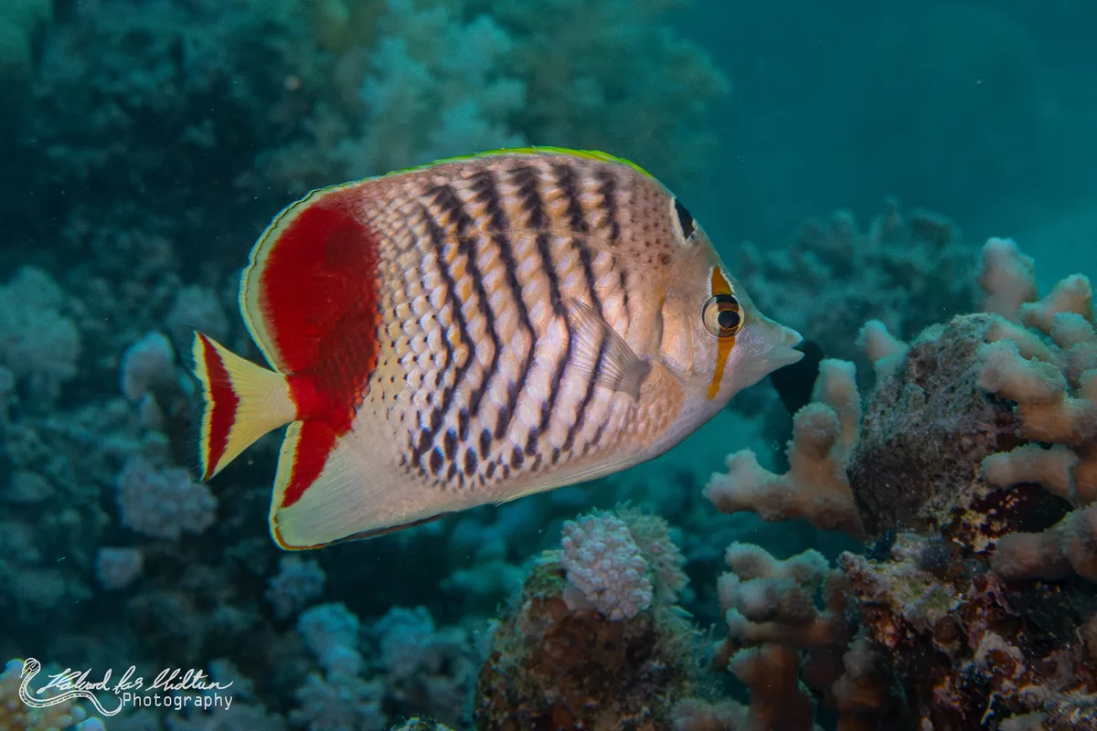 Chaetodon paucifasciatus (Crown Butterflyfish)