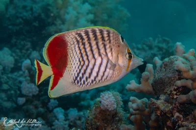 Chaetodon paucifasciatus (Crown Butterflyfish)