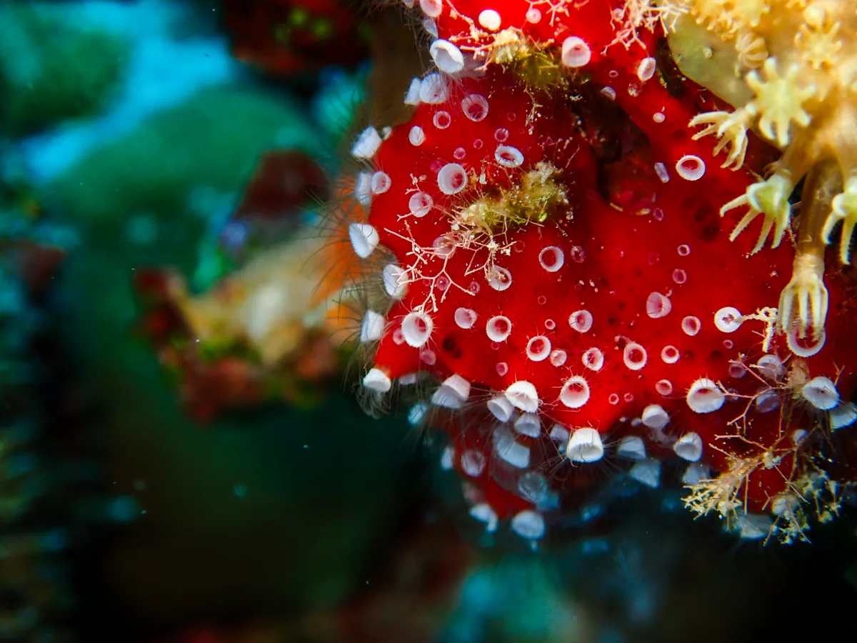 Crown Jellyfish