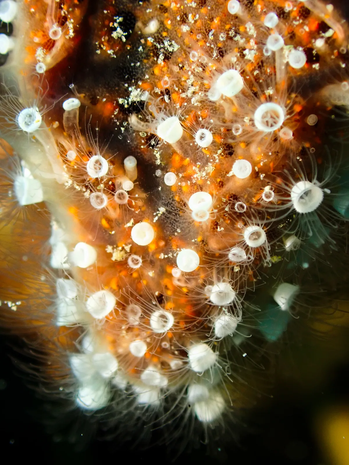 Crown Jellyfish