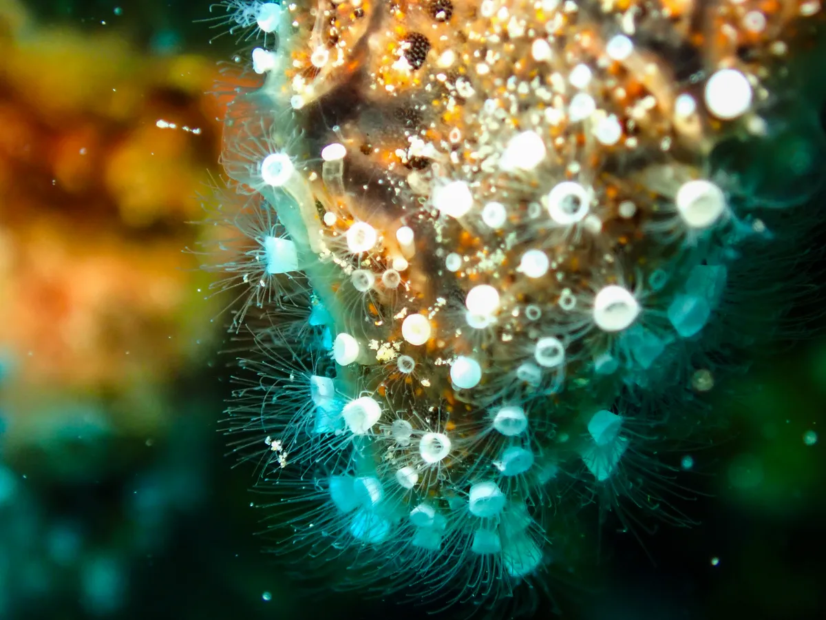 Crown Jellyfish
