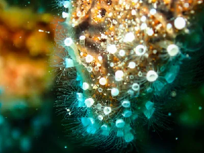 Crown Jellyfish