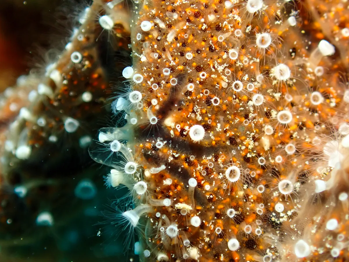 Crown Jellyfish
