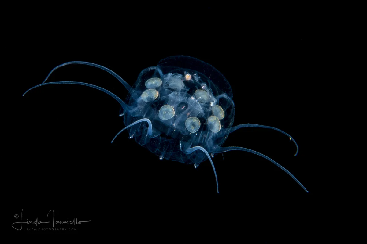 Crown Jellyfish (Medusa stage)