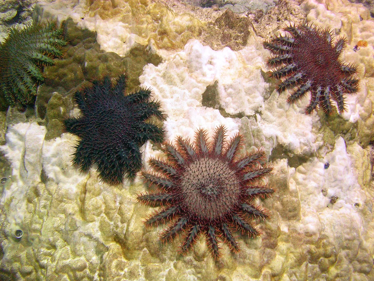 Crown-of-thorns Starfish