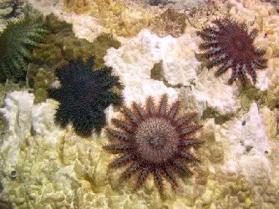 Crown-of-thorns Starfish