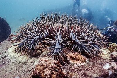 Crown-of-thorns Starfish