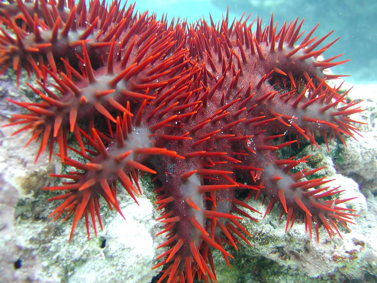 Crown-of-thorns Starfish