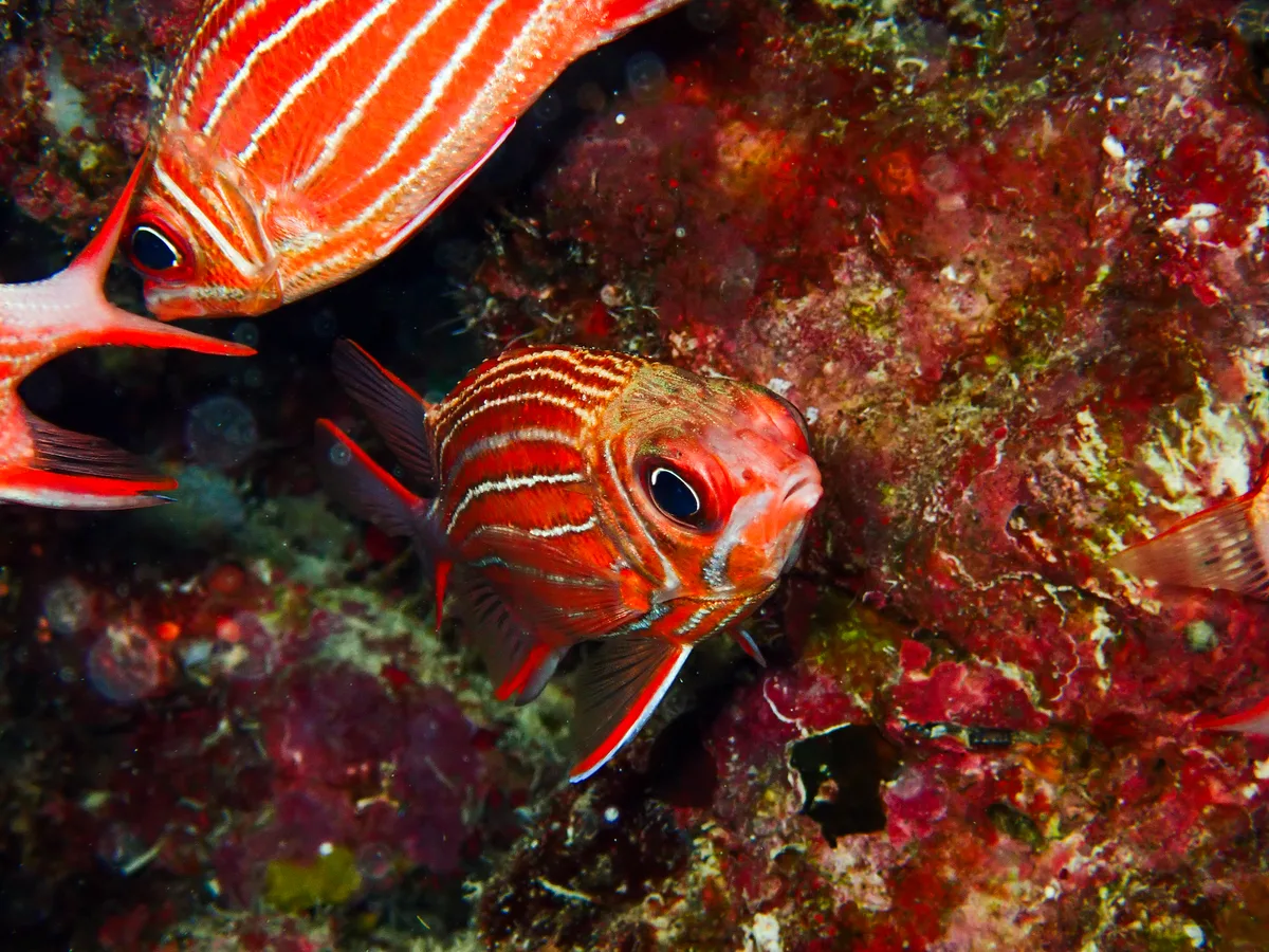 Crown squirrellfish