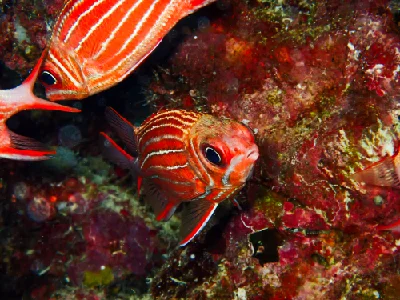 Crown squirrellfish