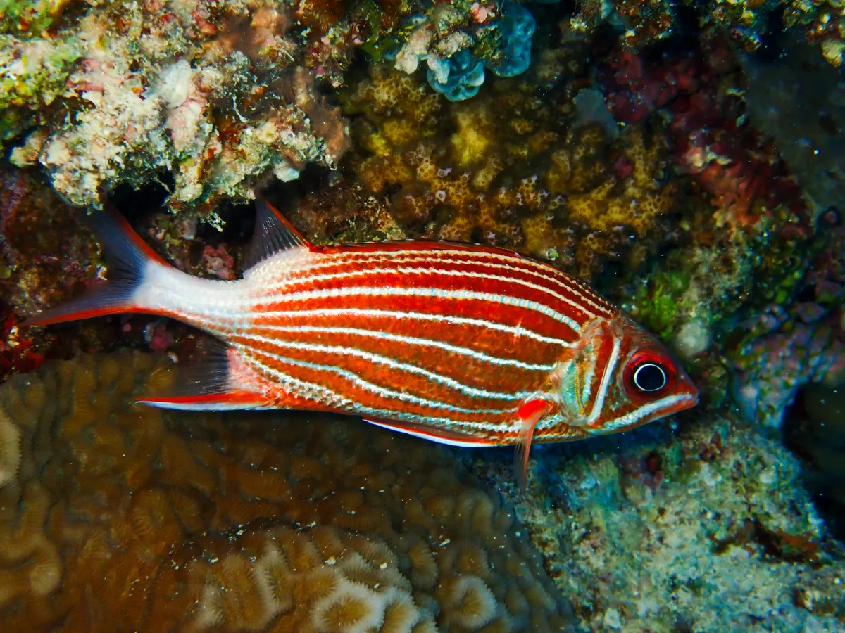 Crown squirrellfish