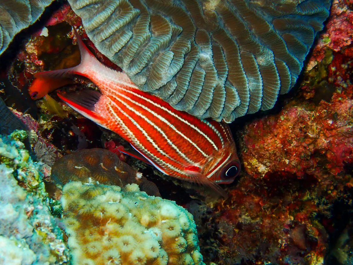 Crown Squirrellfish