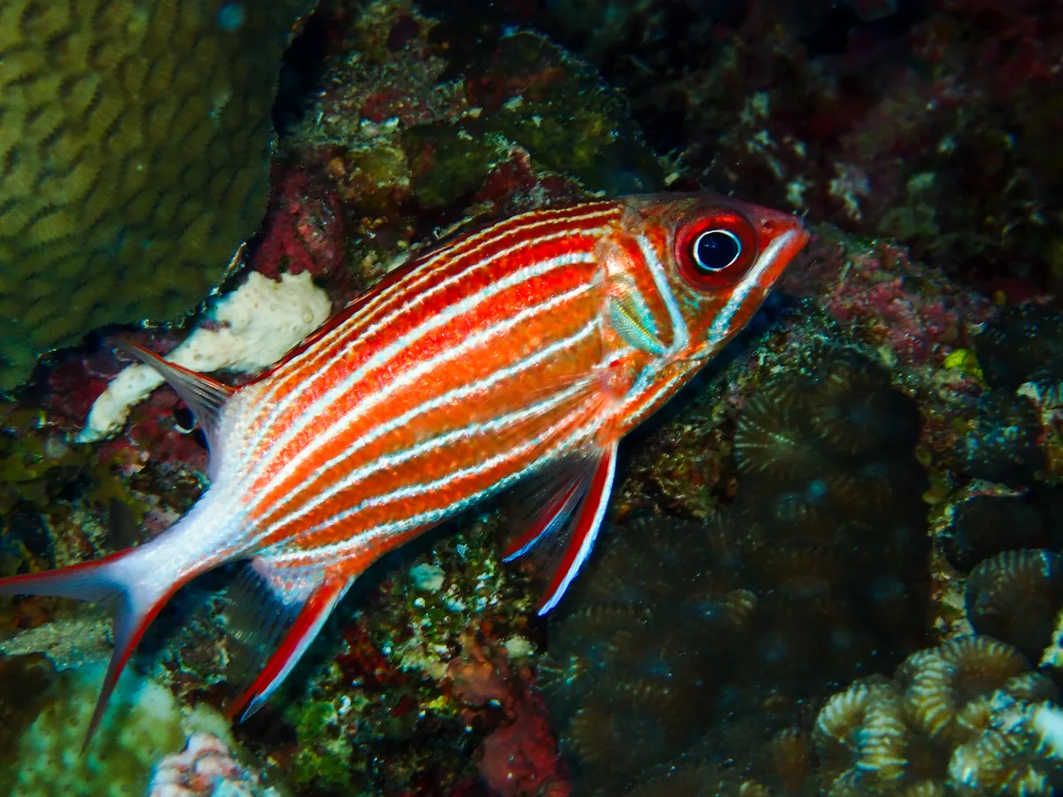 Crown Squirrellfish