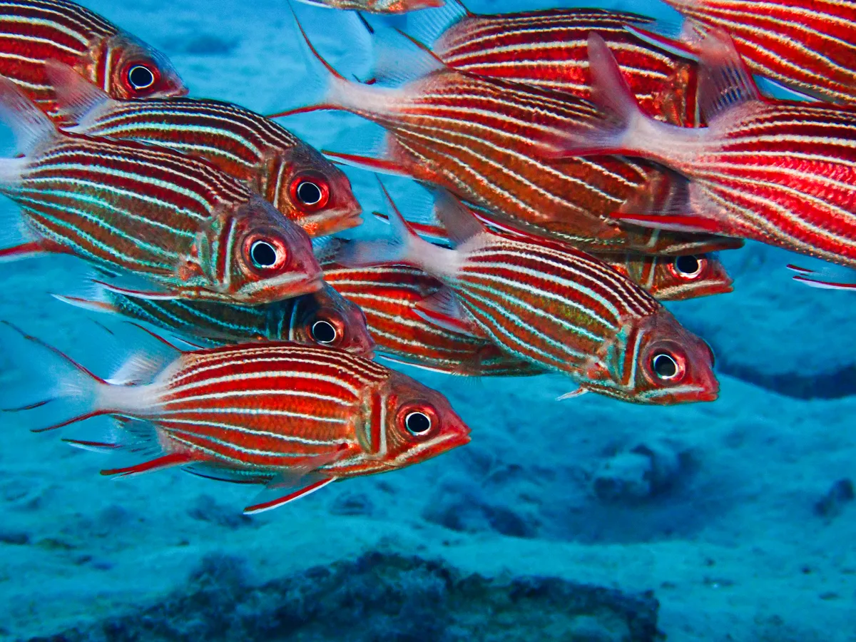 Crown Squirrellfish