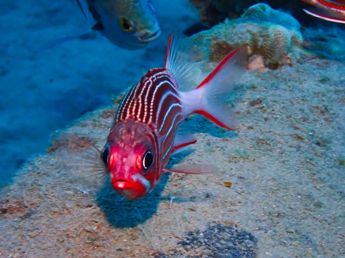 Crown Squirrellfish