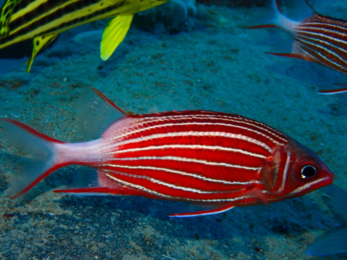 Crown Squirrellfish