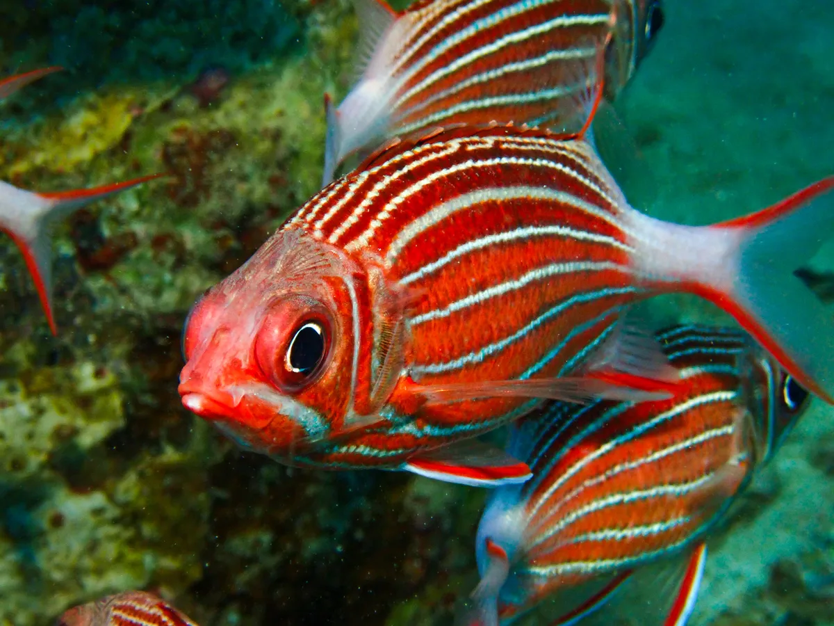 Crown Squirrellfish