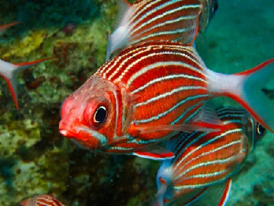 Crown Squirrellfish