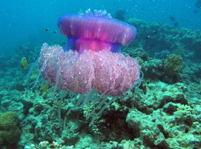 Cauliflour Jellyfish, Cephea cephea drifting over the reef at Marsa Shouna, Red Sea, Egypt #SCUBA