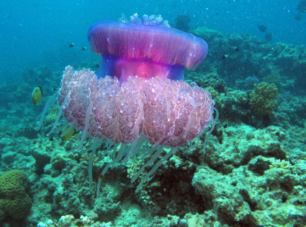 Cauliflour Jellyfish, Cephea cephea drifting over the reef at Marsa Shouna, Red Sea, Egypt #SCUBA
