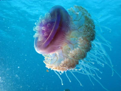 Cauliflour Jellyfish, Cephea cephea tilted view with partial backlight at Marsa Shouna, Red Sea, Egypt #SCUBA