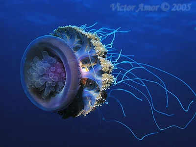 Wetpixel Photo of the Week Contest