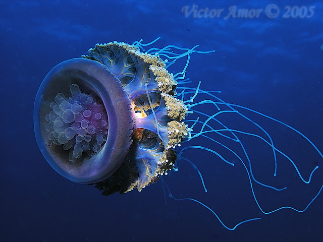 Wetpixel Photo of the Week Contest