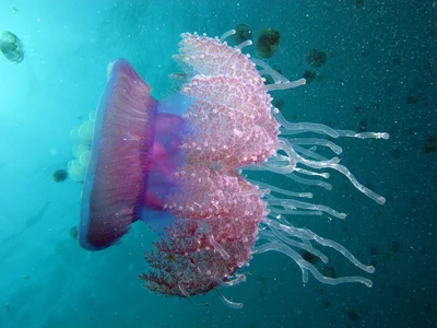 The water is full of Cauliflour Jellyfish, Cephea cephea at Marsa Shouna, Red Sea, Egypt #SCUBA