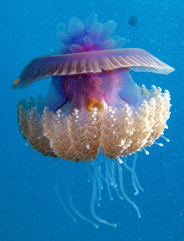 Cauliflour Jellyfish, Cephea cephea at Marsa Shouna, Red Sea, Egypt #SCUBA