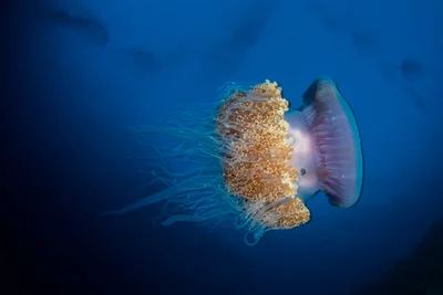 A crown jellyfish(cephea cephea) swimming above the reefs of the North Male atoll, Maldives
