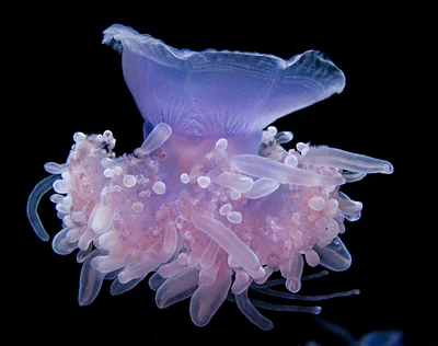 Cephea cephea