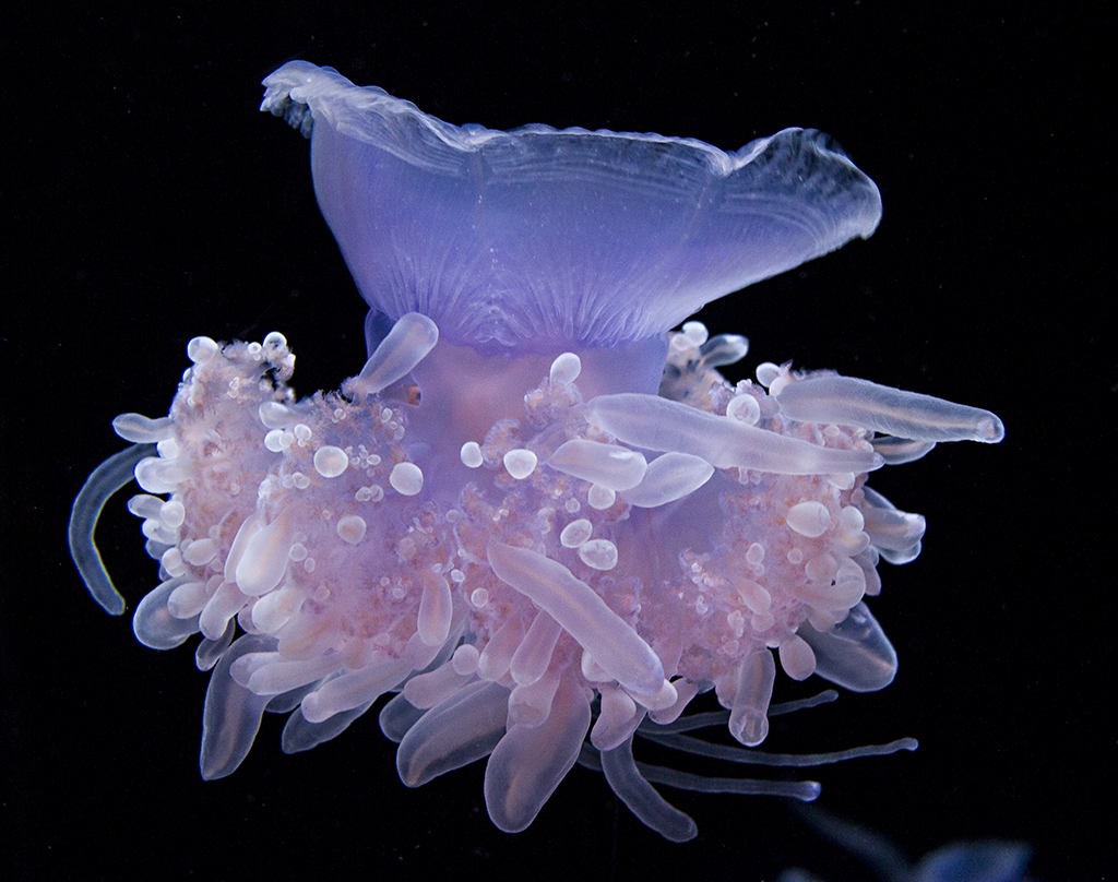 Cephea cephea