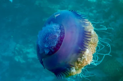 Cephea cephea - Embudu, Maldives