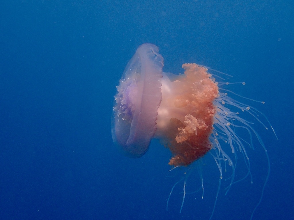 Cephea cephea - Embudu, Maldives