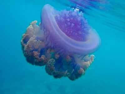 Cephea cephea - Embudu, Maldives