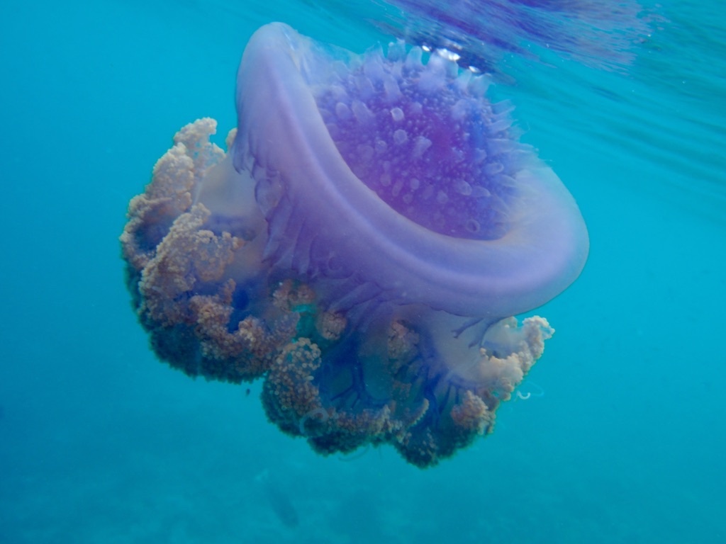 Cephea cephea - Embudu, Maldives