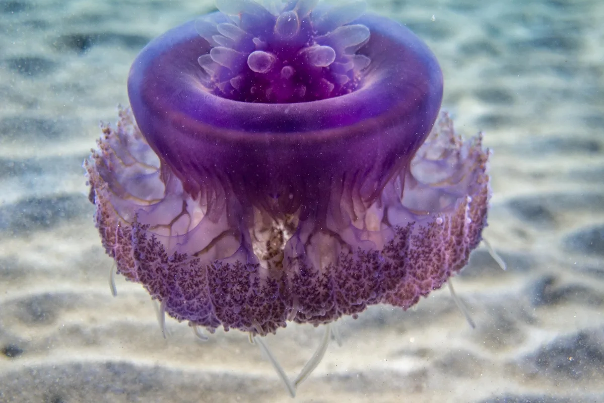 Cephea cephea - Marsa 'Alam, Al Bahr al Ahmar, Egypt