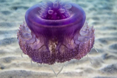 Cephea cephea - Marsa 'Alam, Al Bahr al Ahmar, Egypt