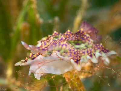 Miamira miamirana