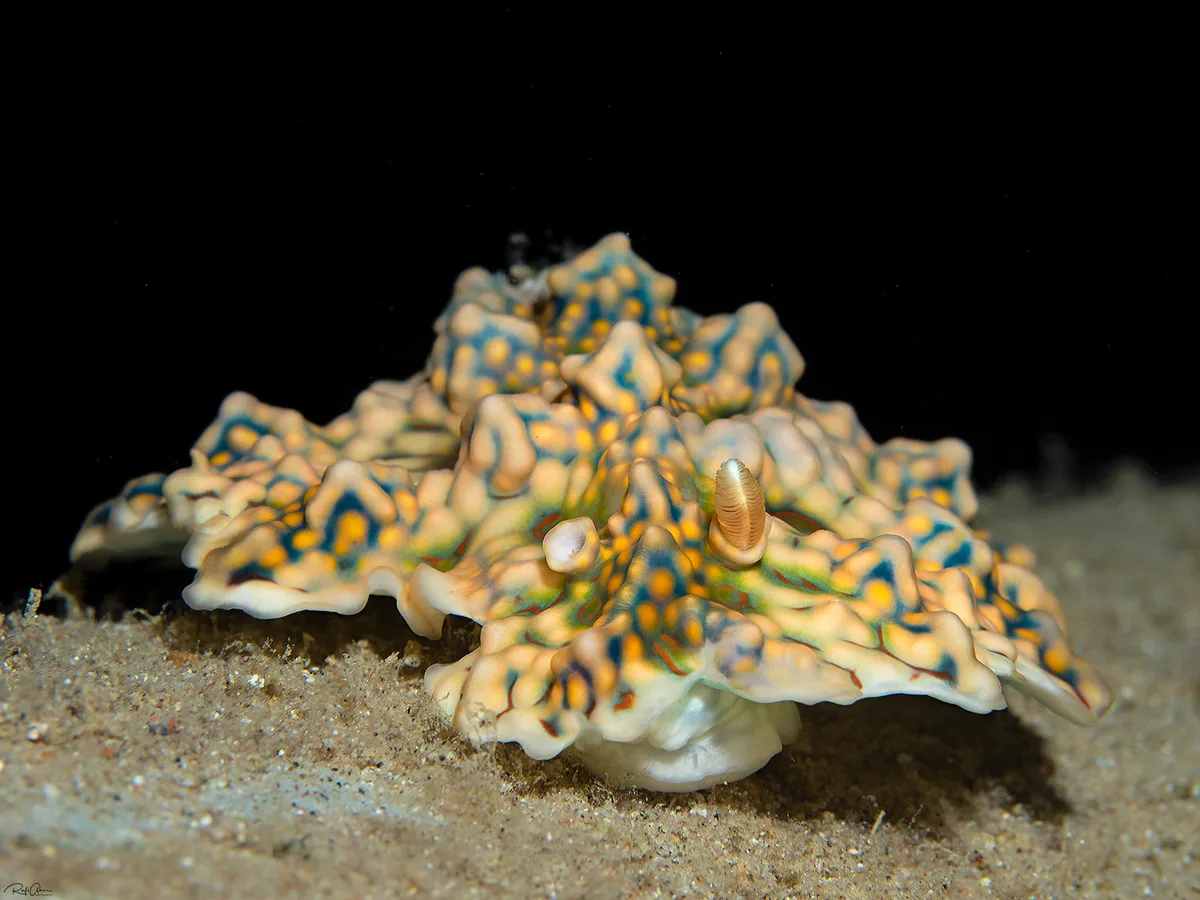 Miamira miamirana