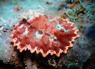 Miamira miamirana