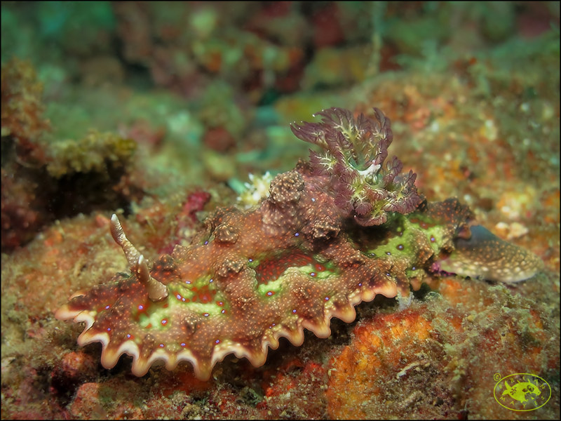 Nudibranch (Miamira miamirana)