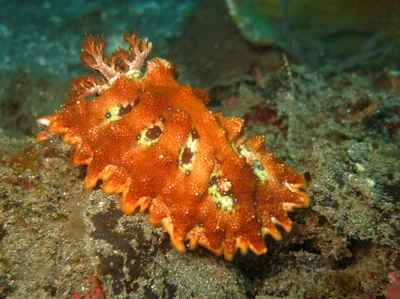 Nudibranch (Miamira miamirana)