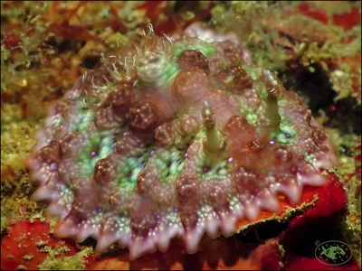 Nudibranch (Miamira miamirana)