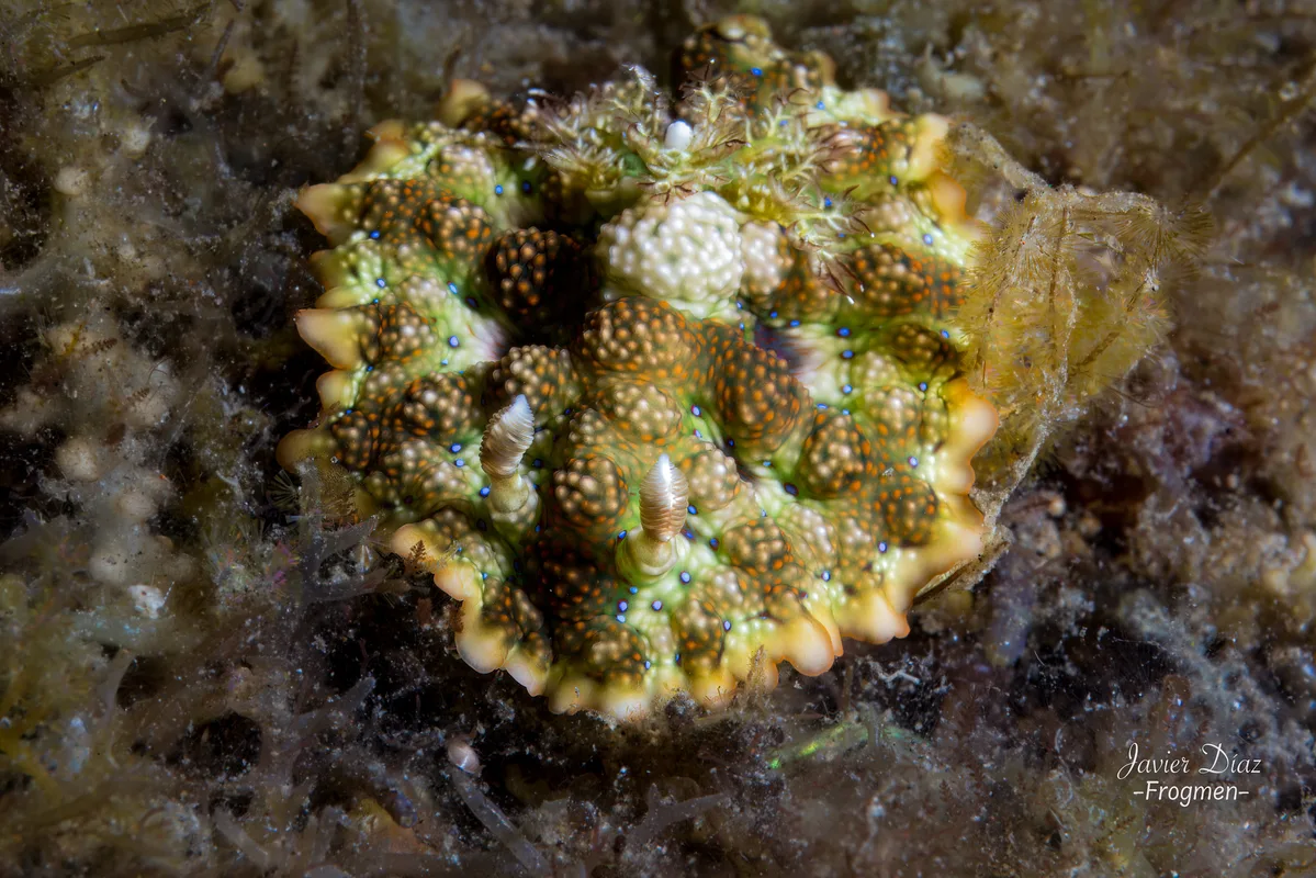 Miamira miamirana. Tulamben. Bali.