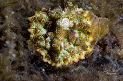 Miamira miamirana. Tulamben. Bali.